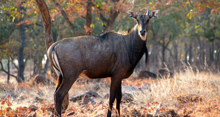 Van Vihar National Park Bhopal (Timings, Entry Fee, Safari, Images ...